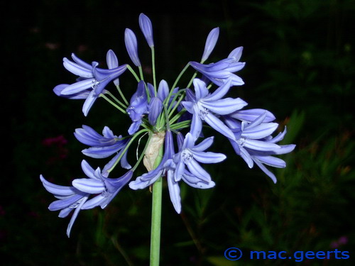 Agapanthus caulescens ssp angustifolius